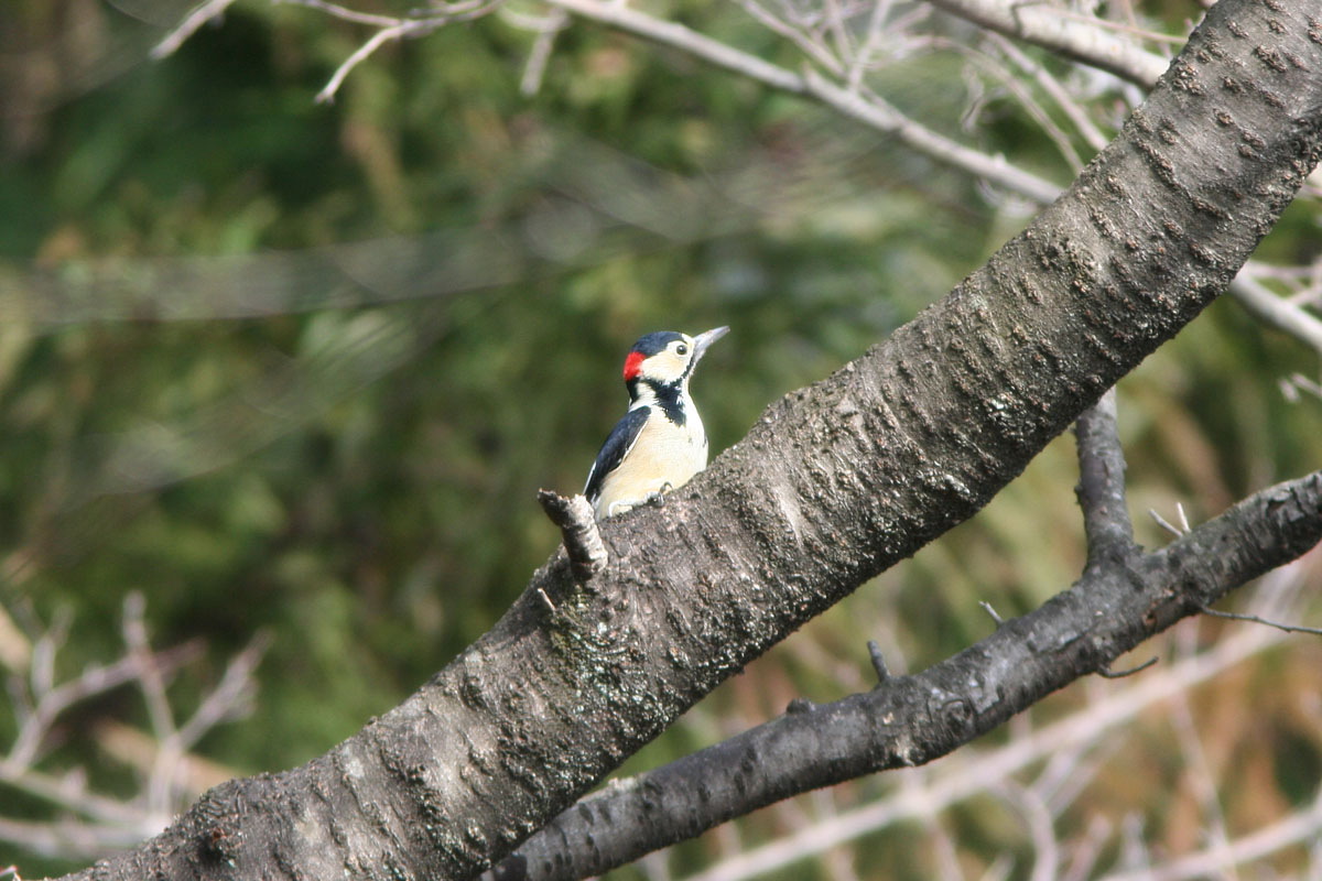 群馬県桐生市にある吾妻山　そのふもとの吾妻公園周辺を歩きました